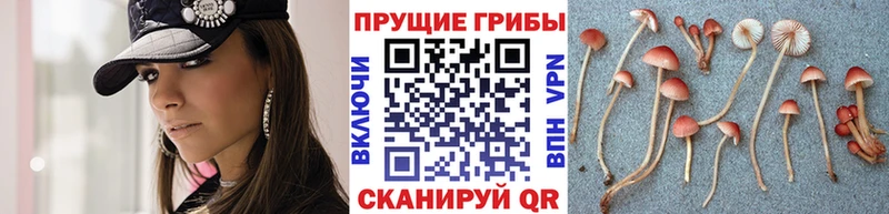 Псилоцибиновые грибы GOLDEN TEACHER хочу наркоту Теберда